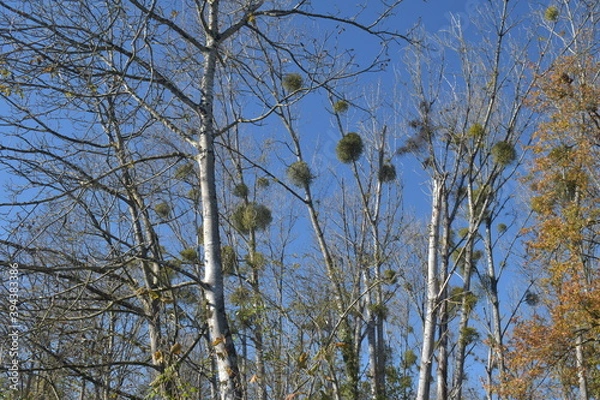 Obraz Mistletoe on a tree