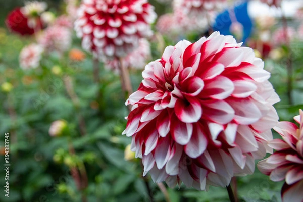 Fototapeta 綺麗に咲くダリアの花 彩 いろどり