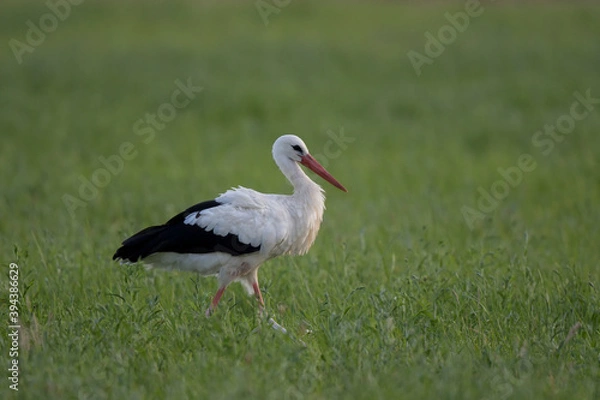 Obraz Cigogne blanche
