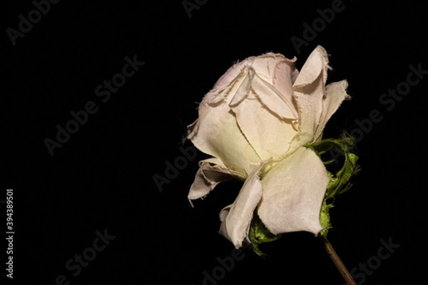 Obraz white rose on black