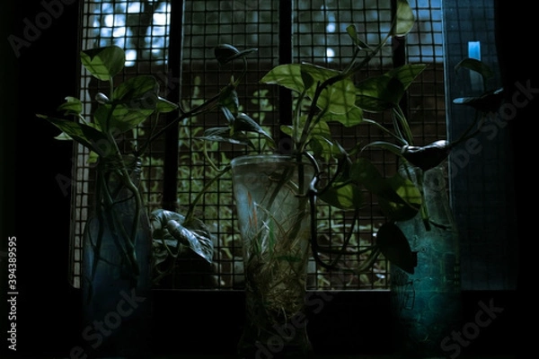 Obraz Beautiful green and blue pattern created by plants kept near a window