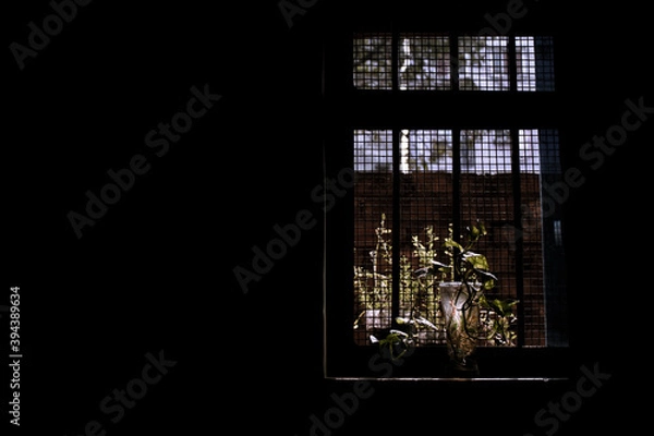 Obraz Plant kept on the windowsill