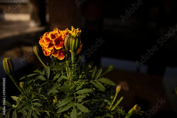 Obraz Marigold flower on a bright day