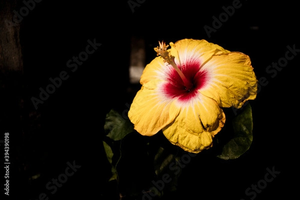 Obraz yellow and red coloured flower 