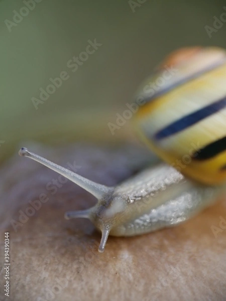 Obraz Escargot sur un champignon