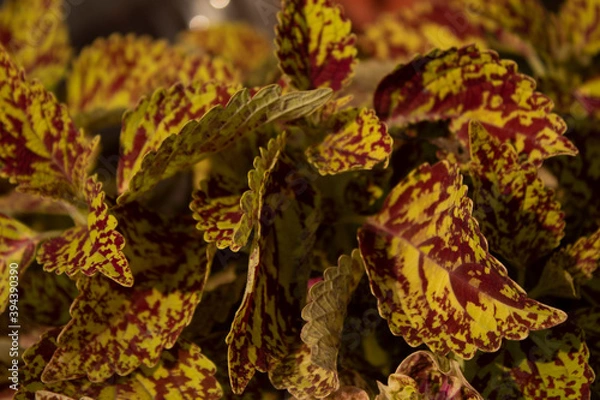 Obraz autumn leaves on the ground