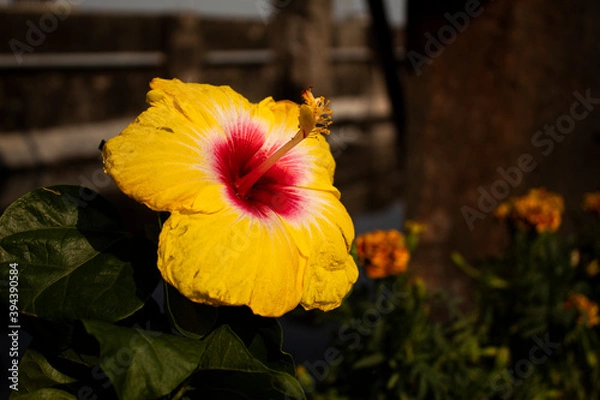 Obraz China rose flower on a bright sunny day