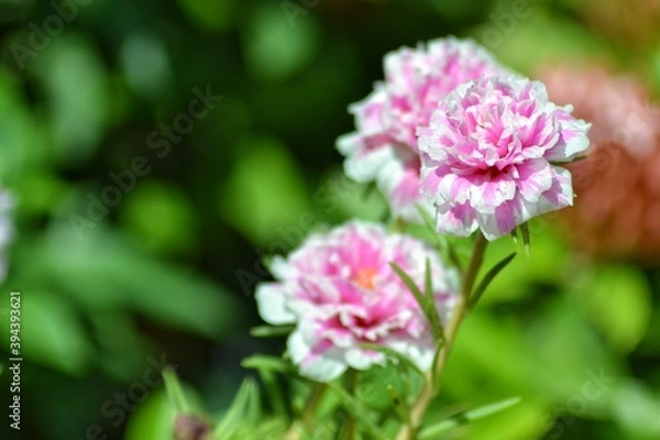 Obraz various small flowers are planted, with a bokeh background