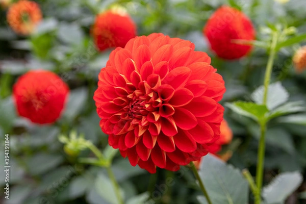 Fototapeta 綺麗に咲くダリアの花 レッドバルーン