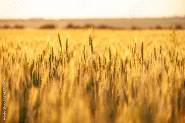 Obraz Wheat fields. Juicy fresh ears of young green wheat on nature in a summer field close up macro. Beautiful Nature Sunset Landscape. Rural landscapes in shining sunlight. 