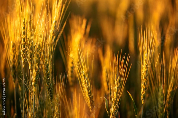 Obraz Wheat fields. Juicy fresh ears of young green wheat on nature in a summer field close up macro. Beautiful Nature Sunset Landscape. Rural landscapes in shining sunlight. 