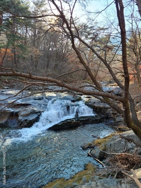 Obraz river in the forest