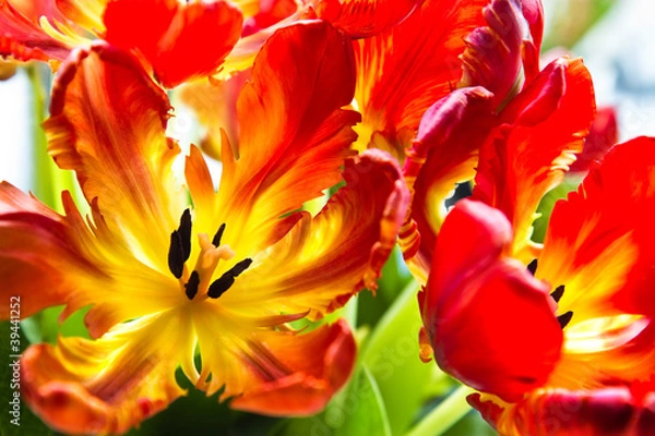 Obraz Parrot tulips with backlight