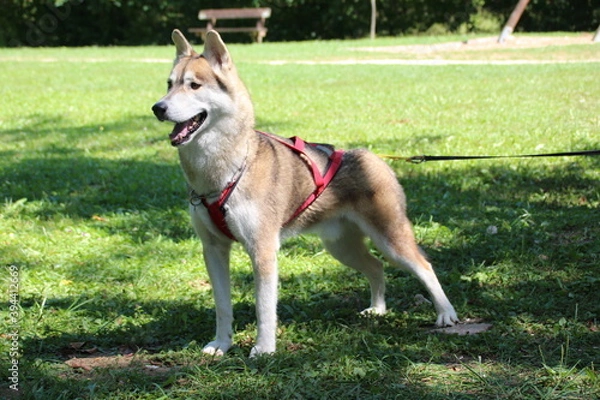 Obraz SIBERIAN HUSKY