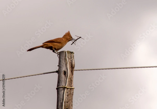 Fototapeta bird on a wire