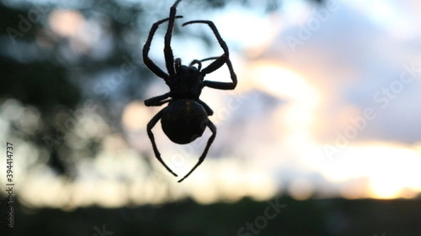 Fototapeta spider on the web
