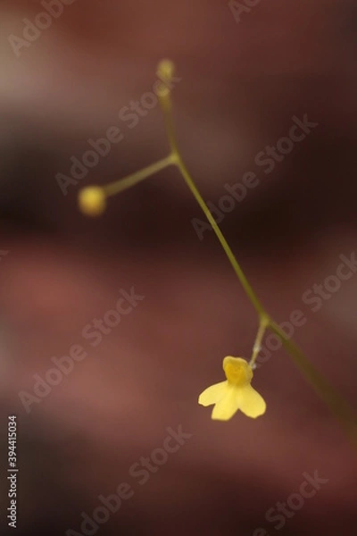 Fototapeta leaf on the ground
