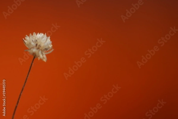 Fototapeta dandelion on black background