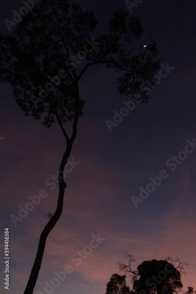 Fototapeta tree at night