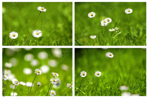 Fototapeta Daisies Collage