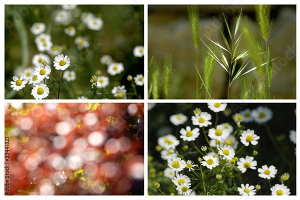 Fototapeta Daisies Collage