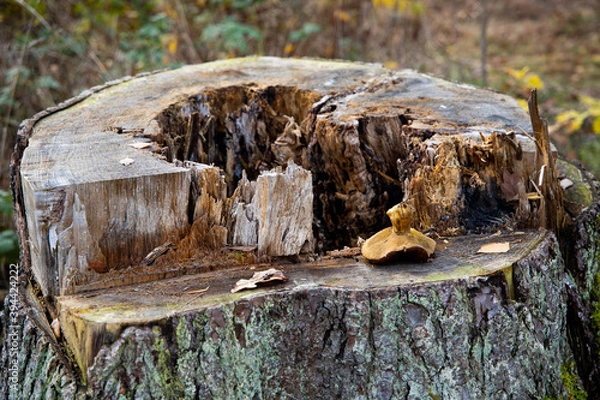 Obraz tree trunk and mushrooms