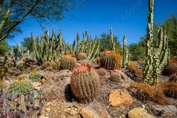 Obraz Saguaro, barrel cactus