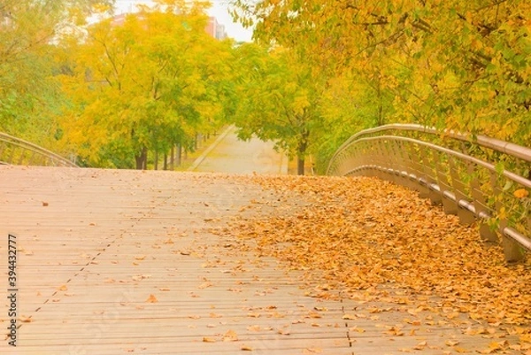 Fototapeta bridge in autumn in the park with trees and orange leaves, bridge, road, soft, color, 