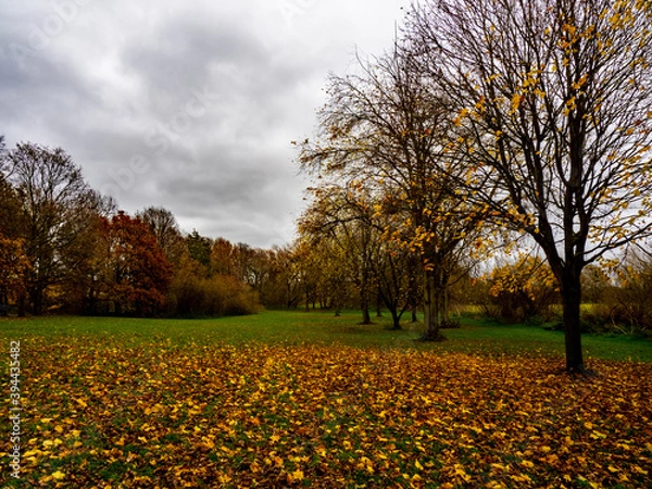 Fototapeta autumn trees in the park