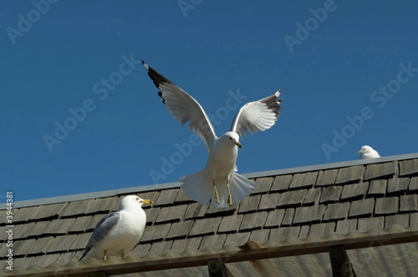 Obraz Landing Seagull