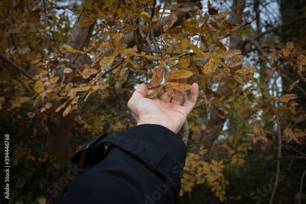 Obraz Hand touch foliage in the forest