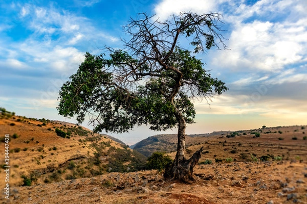Obraz tree on mountain peak