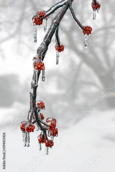 Obraz Tree branch covered by freezing rain