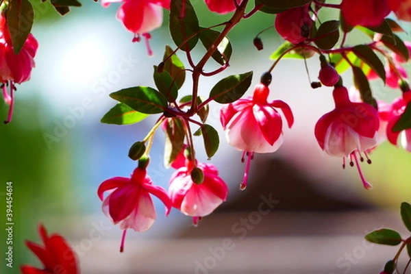 Fototapeta Krajobraz