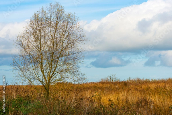 Fototapeta Trees in autumn colors in a forest wetland under a cloudy sky in sunlight at fall, Almere, Flevoland, The Netherlands, November 22, 2020
