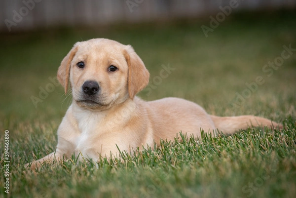Fototapeta yellow lab portrait in grass