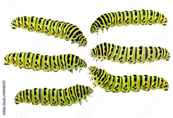 Fototapeta Old World Swallowtail (Papilio machaon)