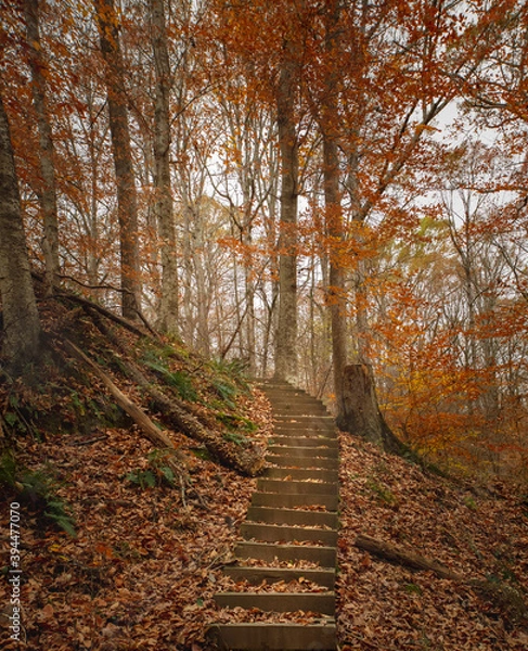 Obraz path in autumn forest