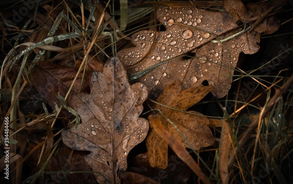 Obraz Two Autumn Leaves and Winter Dew Drops - UK