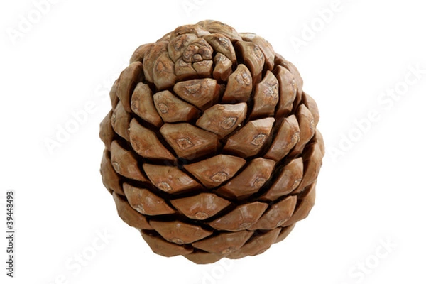 Obraz Pinienzapfen, freigestellt