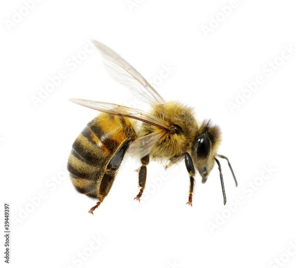 Fototapeta bee