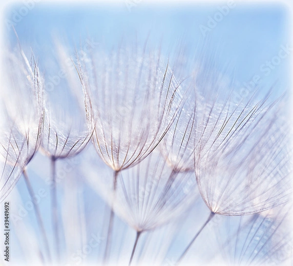 Fototapeta Abstract dandelion flower background