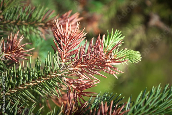 Fototapeta Winter injury on the tips of a spruce tree