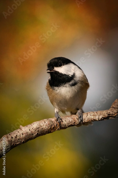 Obraz Dreamy Chickadee