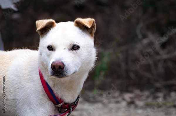 Fototapeta Portrait of a Korean Jindo Dog from Bukhansan National Park in Goyang, Korea. 