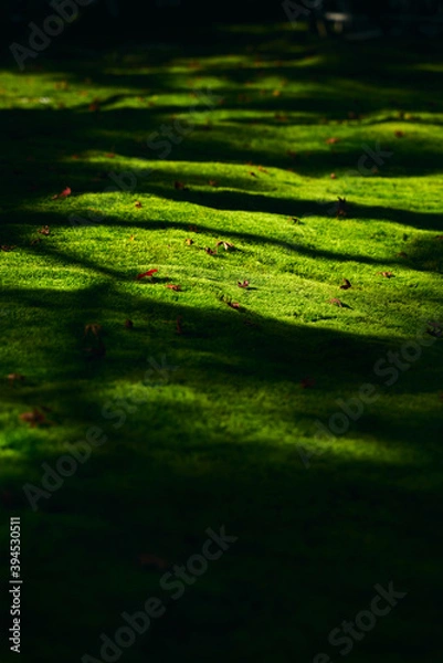 Fototapeta 苔の絨毯と紅葉 日本の秋