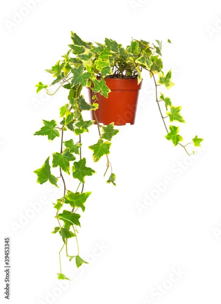 Obraz Ivy in flowerpot