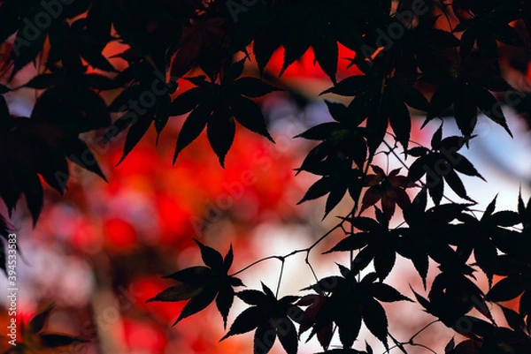 Fototapeta 色付く紅葉 日本の秋