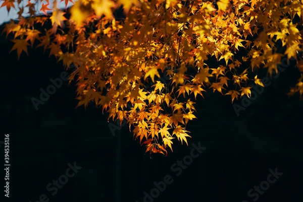 Fototapeta 色付く紅葉 日本の秋