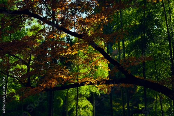Fototapeta 色付く紅葉 日本の秋